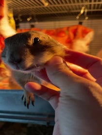Poster for Pep Talk video from Poppy_the_Prairie_Dog