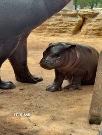 Poster for Other video from Mars the Pygmy Hippo