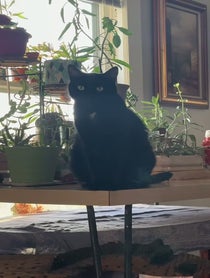 Poster for Birthday video from BabaYaga cat