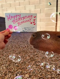 Poster for Birthday video from Minnie and Gene The Capybara