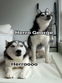 Poster for Birthday video from The Husky Moon