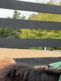 Poster for Other video from R&R Ranch Miniature Horse Sanctuary