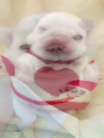 Poster for Birthday video from Pibblepan