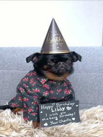 Poster for Birthday video from Charlie the Griffon