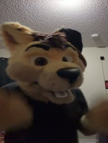 Poster for Advice video from Daxter Dingo