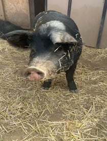 Poster for Birthday video from Better Piggies Rescue