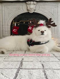 Poster for Holiday video from Coconut Rice Bear