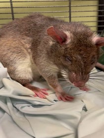 Poster for Birthday video from Remy & Emillie the African Pouched Rats