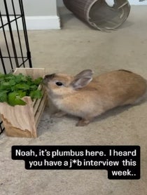 Poster for Pep Talk video from Real Peanut Bunner