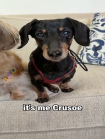 Poster for Holiday video from Crusoe the Dachshund