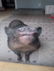 Poster for Birthday video from Chucky The Pig