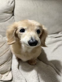 Poster for Pep Talk video from Bella the Smiling Dachshund