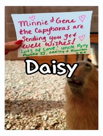 Poster for Pep Talk video from Minnie and Gene The Capybara