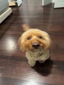 Poster for Other video from Bentley The Goldendoodle Puppy