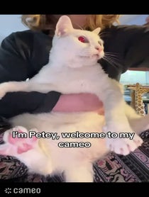 Poster for Intro video video from Petey