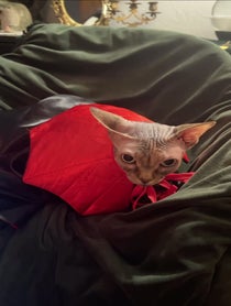 Poster for Birthday video from Mochi the psychic cat