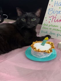 Poster for Birthday video from Manny Halloween Cat