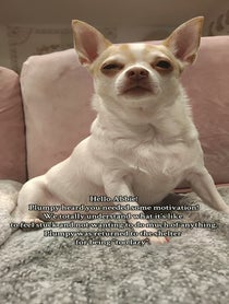 Poster for Pep Talk video from Pumpkin The Plump