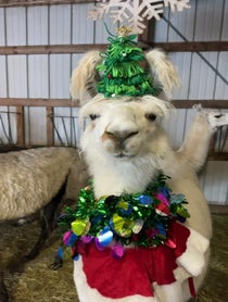 Poster for Holiday video from Prairie Patch Farm Llamas