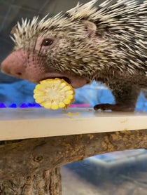 Poster for Other video from Rico The Porcupine