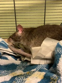 Poster for Holiday video from Remy & Emillie the African Pouched Rats