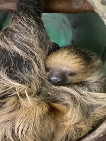 Poster for Holiday video from Sloths at Stone Zoo