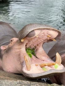 Poster for Holiday video from Fiona the Hippo