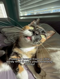 Poster for Birthday video from Puddles✨🩷
