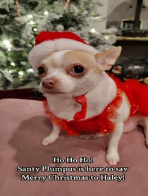 Poster for Holiday video from Pumpkin The Plump