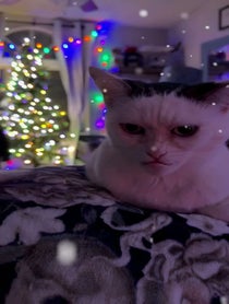 Poster for Holiday video from Buscemi Cat