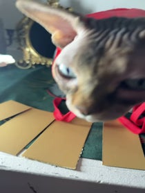 Poster for Other video from Mochi the psychic cat