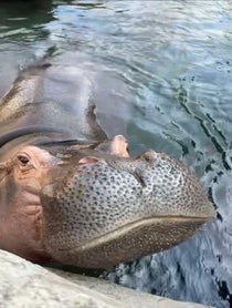Poster for Birthday video from Fiona the Hippo