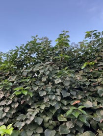 Poster for Pep Talk video from Oobi