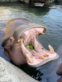 Poster for Birthday video from Fiona the Hippo