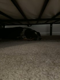 Poster for Birthday video from Millie the Anxious Dog