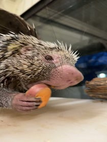 Poster for Birthday video from Rico The Porcupine