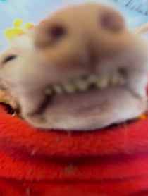 Poster for Birthday video from Tuna Melts My Heart