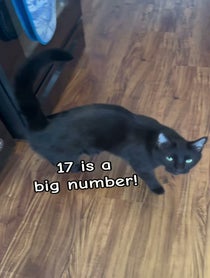 Poster for Birthday video from BabaYaga cat