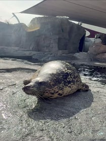Poster for Birthday video from Aquarium of the Pacific Seals/Sea Lions