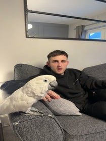 Poster for Other video from Charlie Junior The Cockatoo