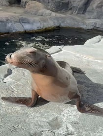 Poster for Birthday video from Aquarium of the Pacific Seals/Sea Lions