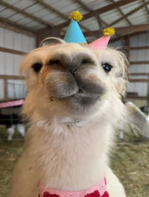 Poster for Birthday video from Prairie Patch Farm Llamas