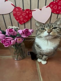 Poster for Valentine's Day video from Mittens