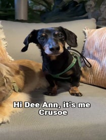 Poster for Valentine's Day video from Crusoe the Dachshund