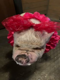 Poster for Valentine's Day video from Abby The Pink Piggy
