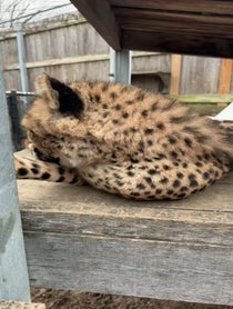 Poster for Birthday video from Cincinnati Zoo Cheetahs
