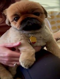 Poster for Pep Talk video from pickles.victoria