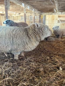 Poster for Birthday video from Sheep from the Clover Patch Farm