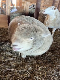 Poster for Pep Talk video from Sheep from the Clover Patch Farm