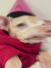 Poster for Birthday video from Tuna Melts My Heart